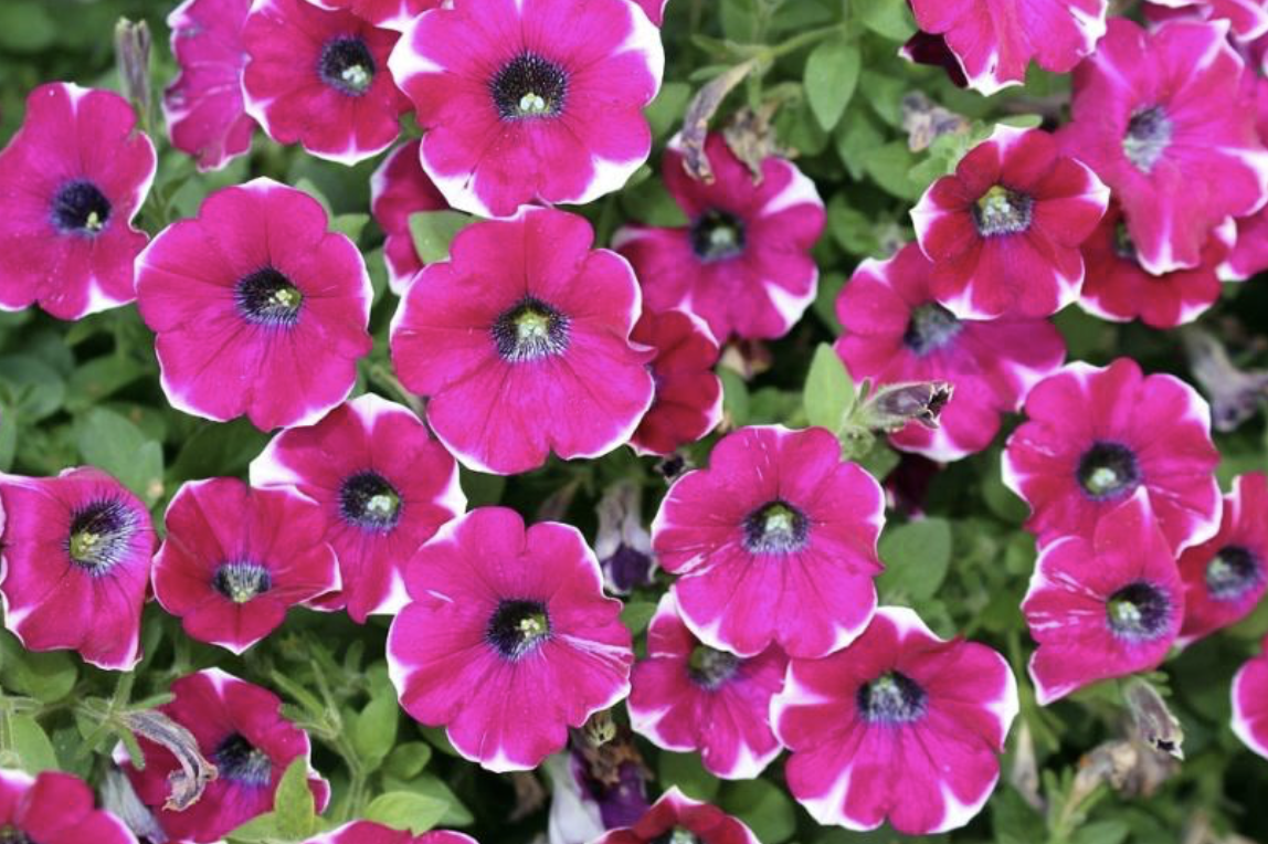 Petunia an over winter plant Stavern Blomstermakeri