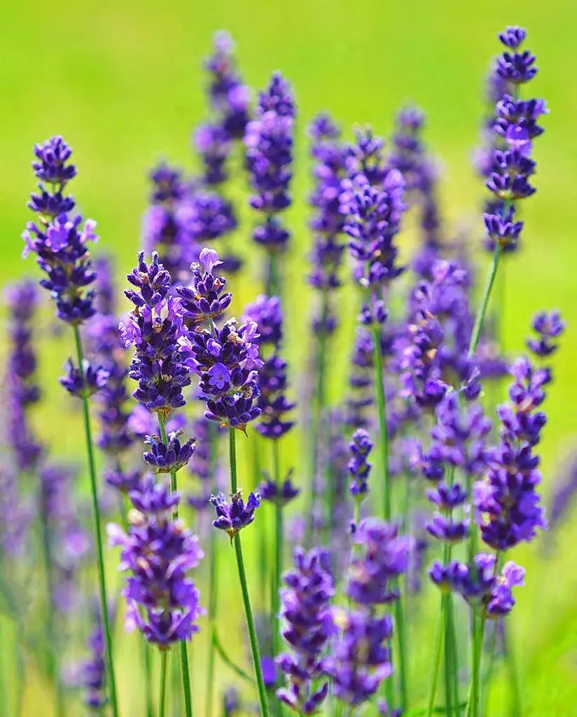 english lavender perennial