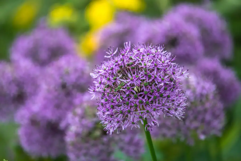 Allium