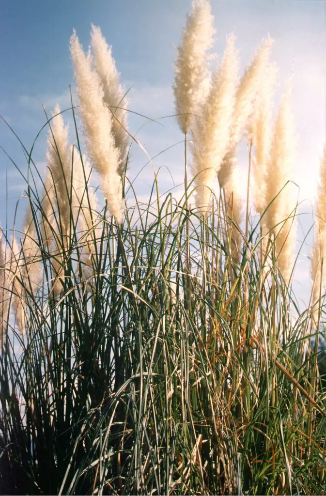 pampus type of dried flowers