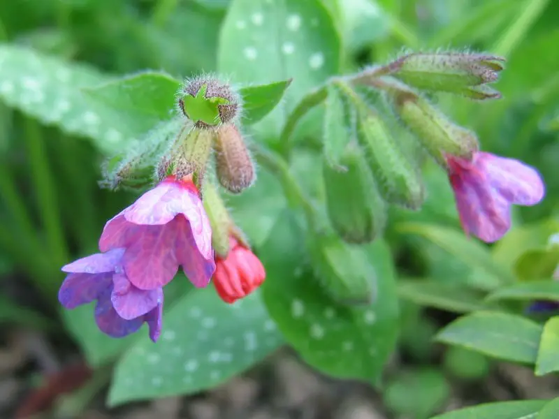 lungwort-perennial flower
