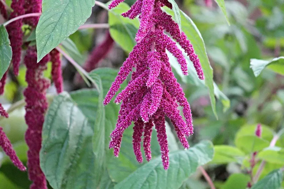 amaranthus- the dried flowers