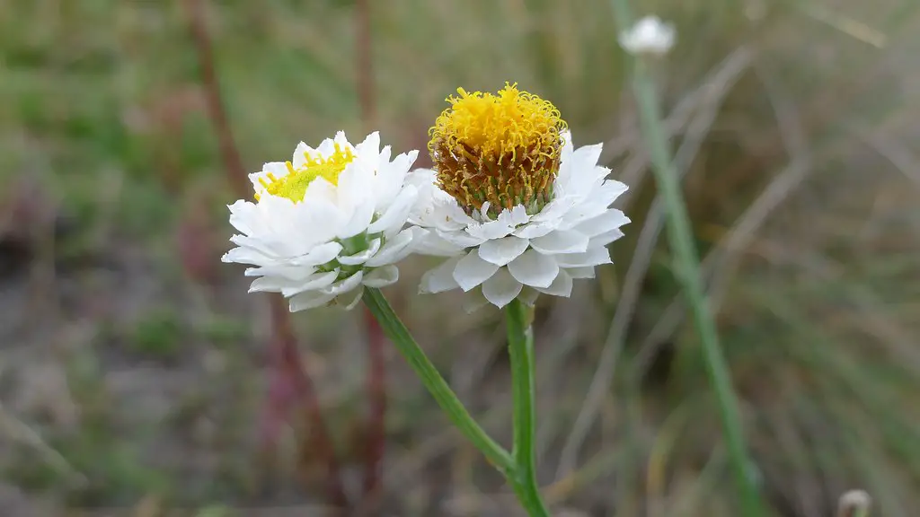 Ammobium the dried flowers