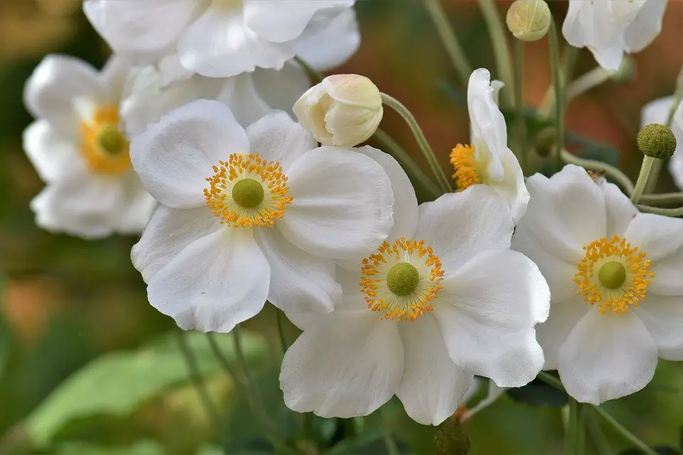 anemones-perennial flower