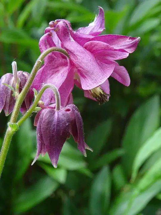 aquilegia-perennial flower