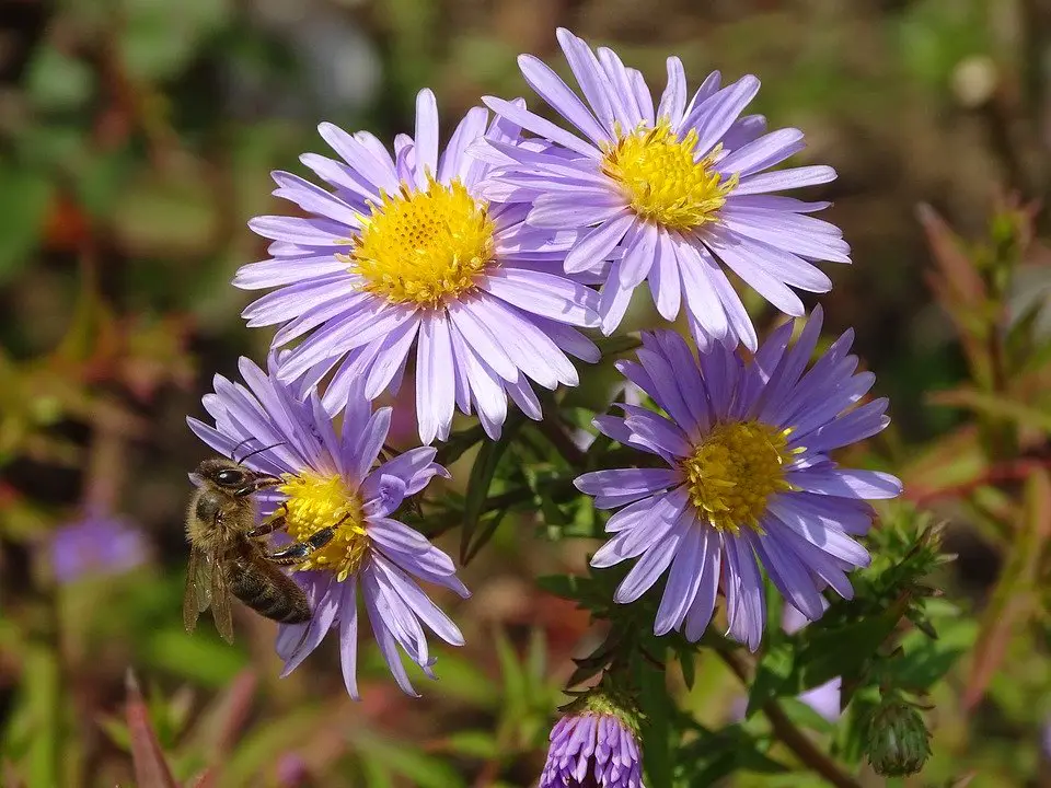 aster amellus-perennial flower