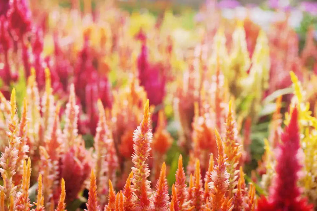 flower types Cockscomb