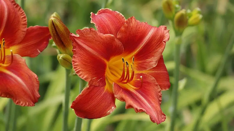 day lillies-perennial flower