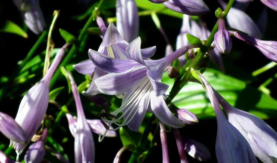 hosta-perennial flower