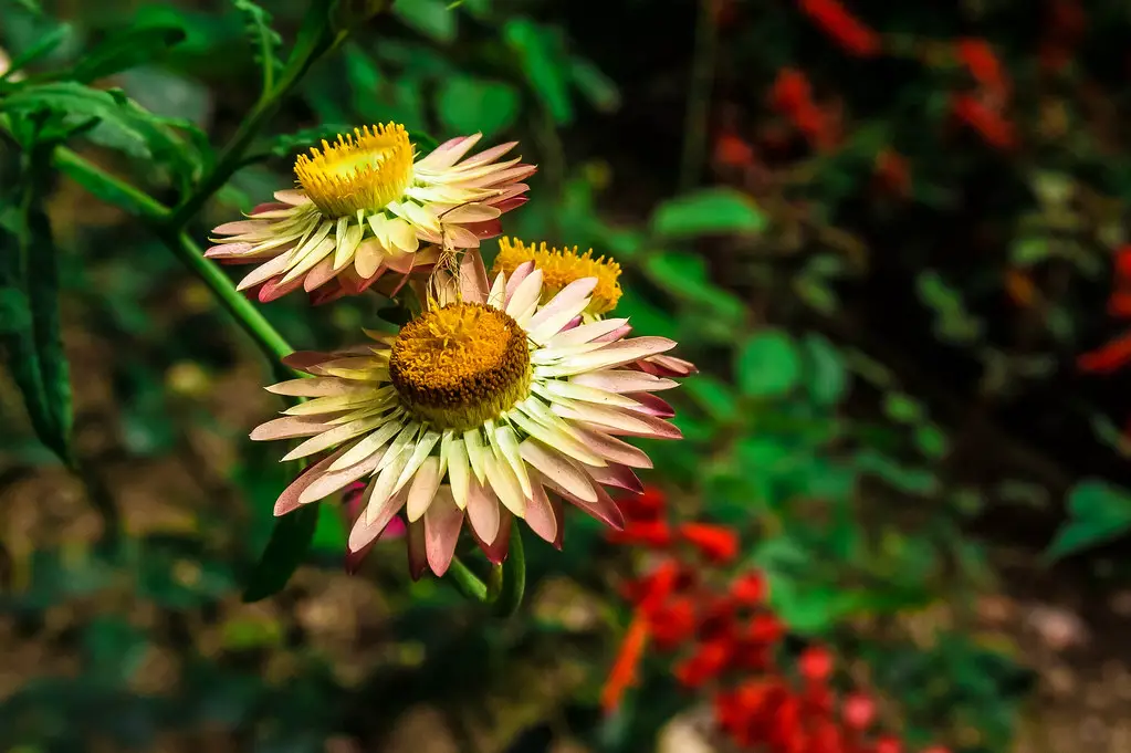 Helichrysum