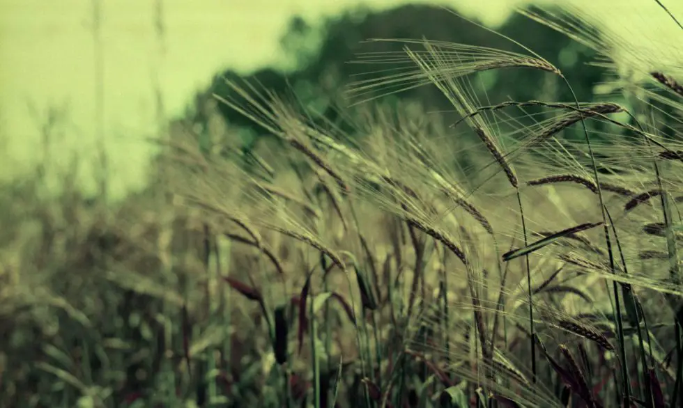 Hordeum vulgare- gerst green natural - Stavern Blomstermakeri