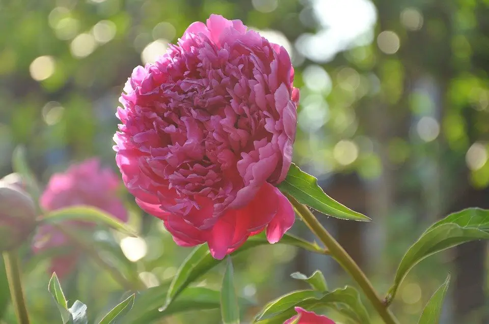 peony-perennial flower