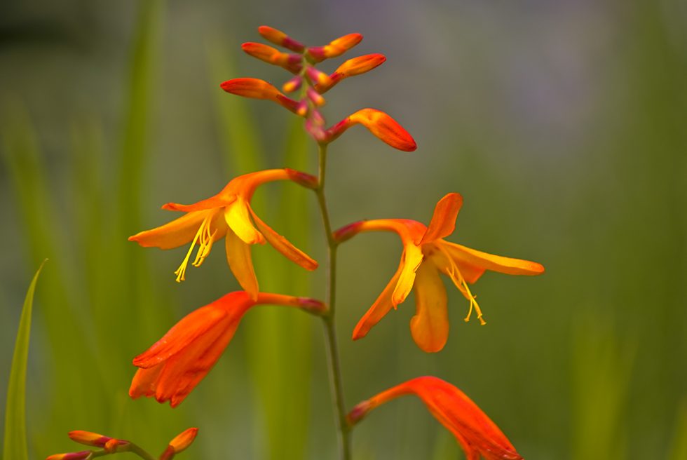 Best Perennial Plants in Europe Stavern Blomstermakeri