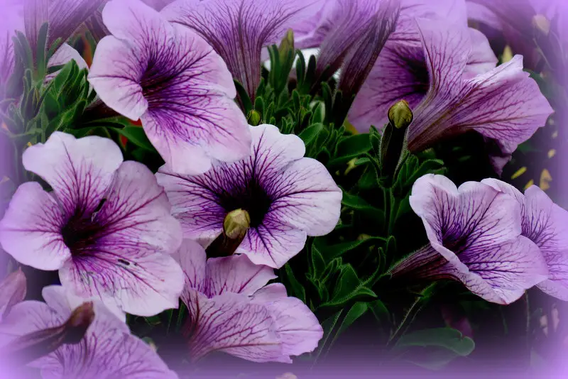 Petunia an over winter plant Stavern Blomstermakeri