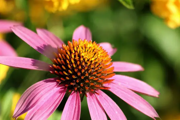 The perennial Coneflower pink