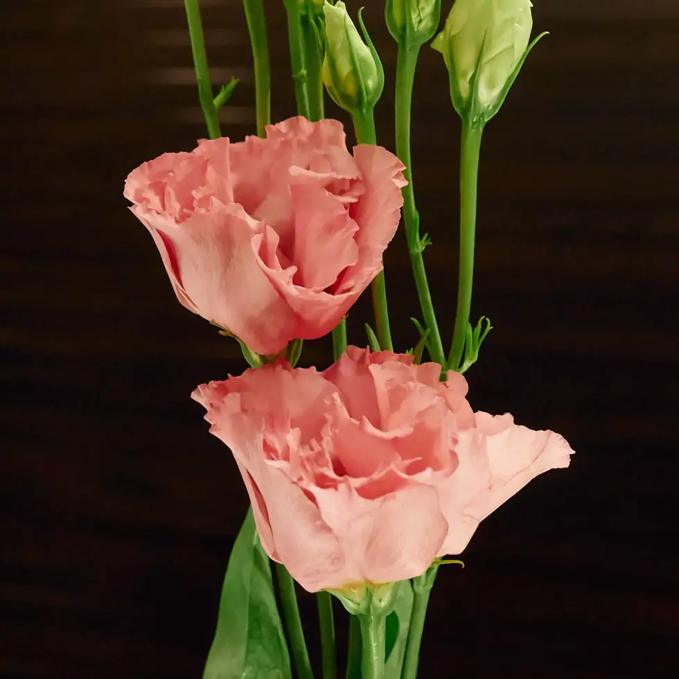 All about Lisianthus flowers Stavern Blomstermakeri