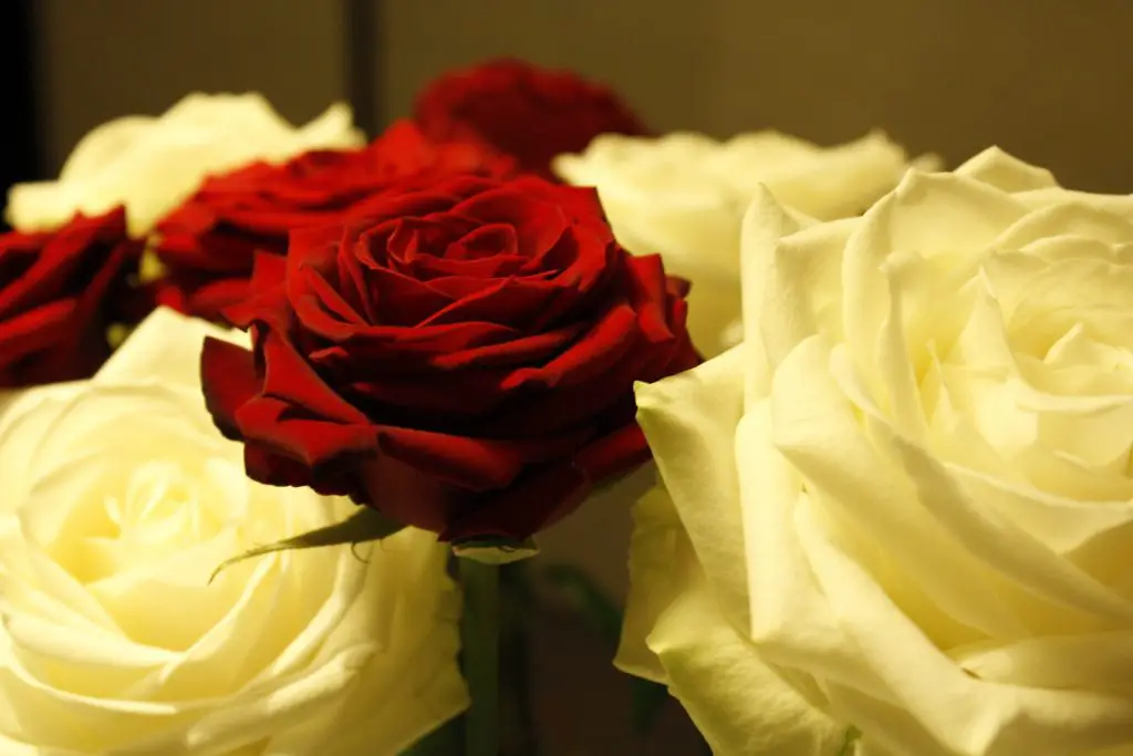 Red and white roses