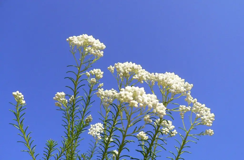 rice-flowers
