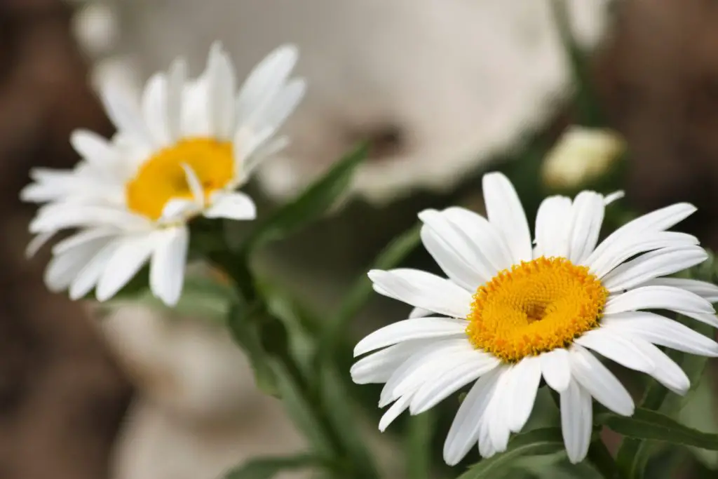 shasta daisy-perennial flower