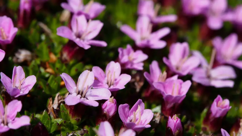 Moss campion