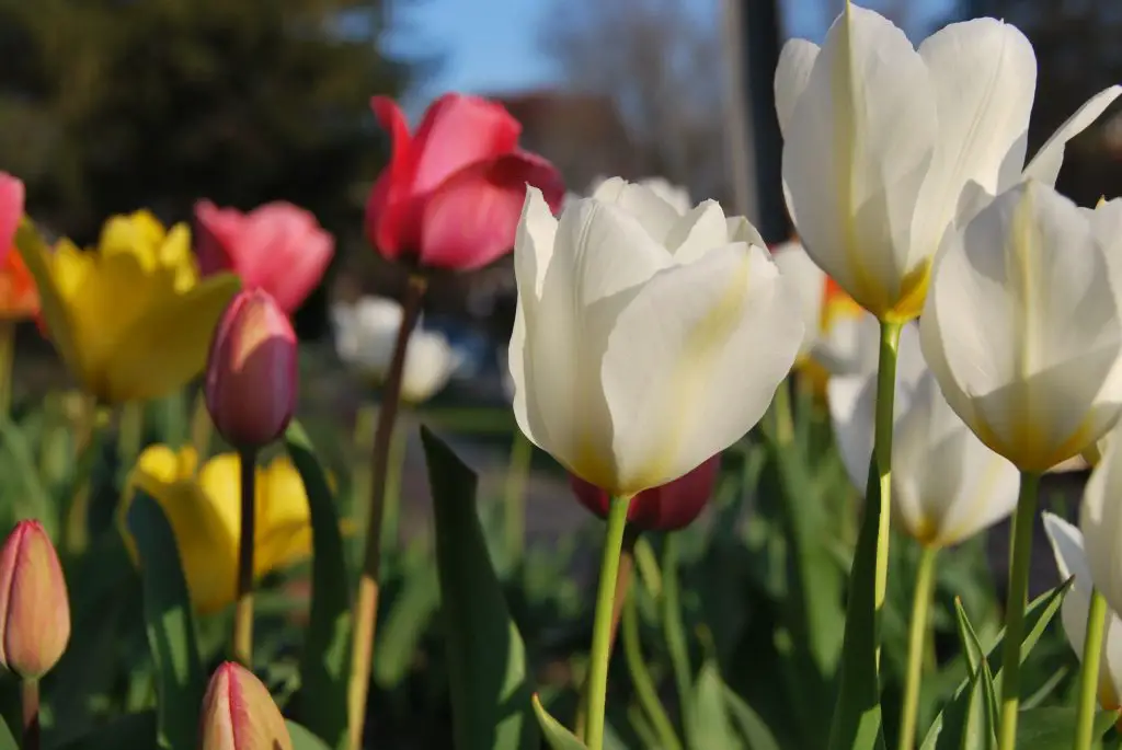 Tulips