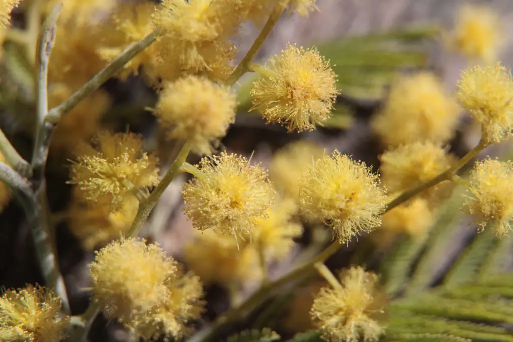 flower types Acacia