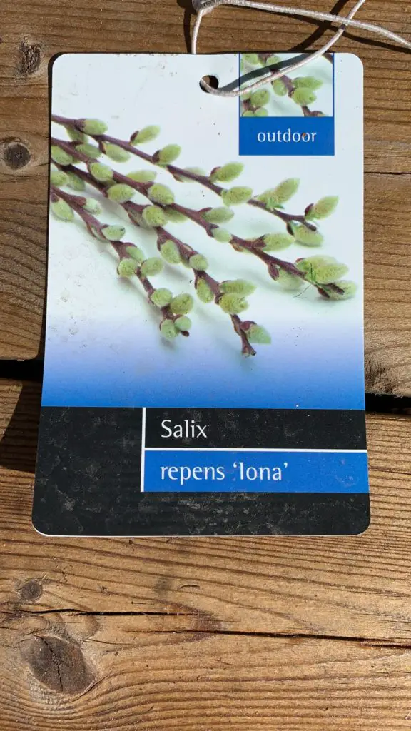 Creeping willow (Salix repens Iona)