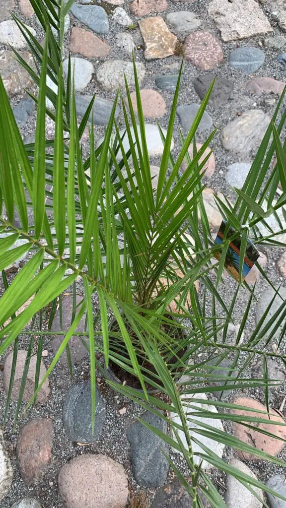 Phoenix canariensis