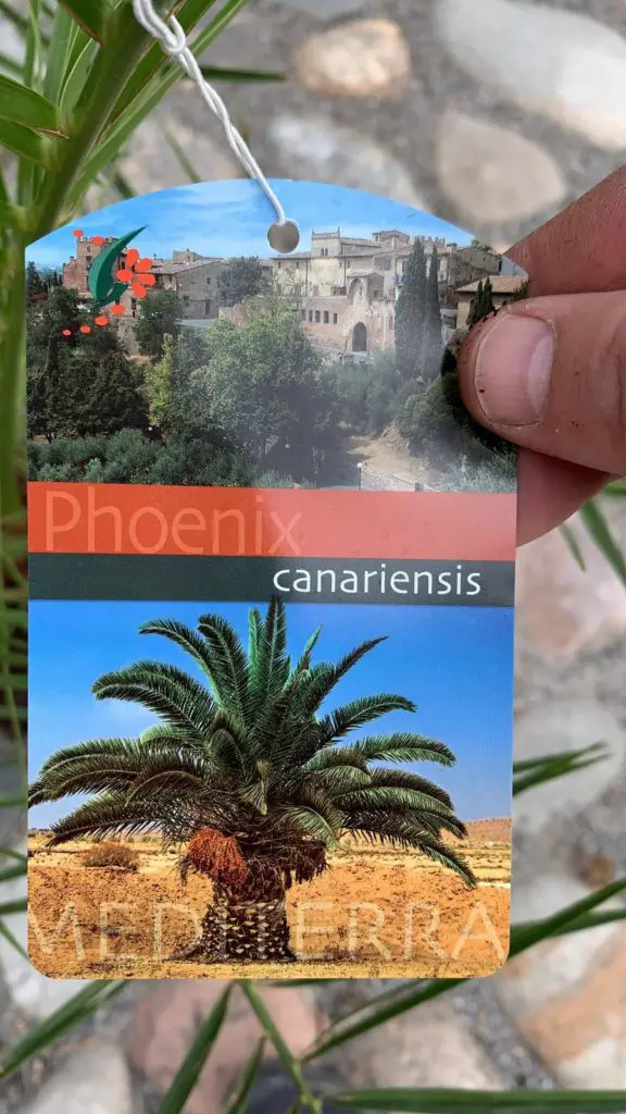 Phoenix canariensis