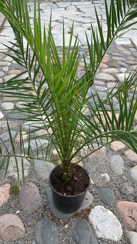 Pineapple Palm (Phoenix canariensis) - A plant guide - Facts and data