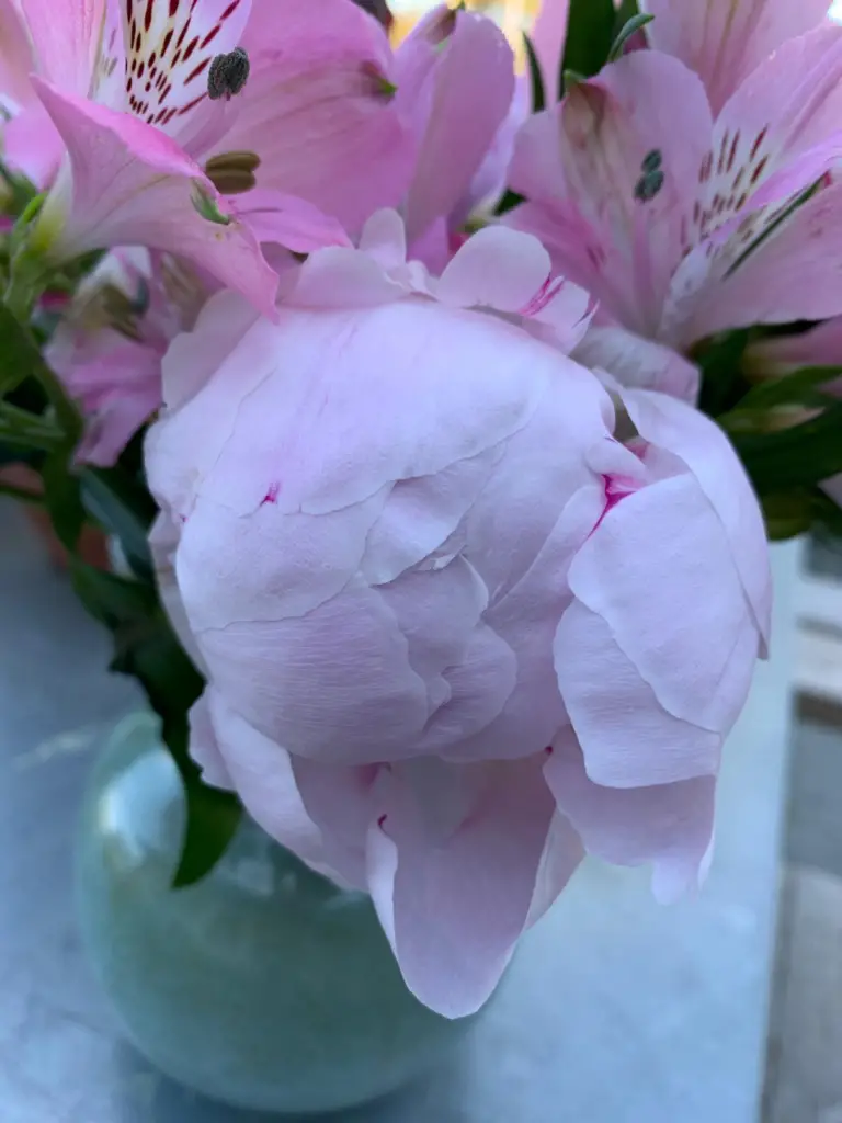 new petals around the peony