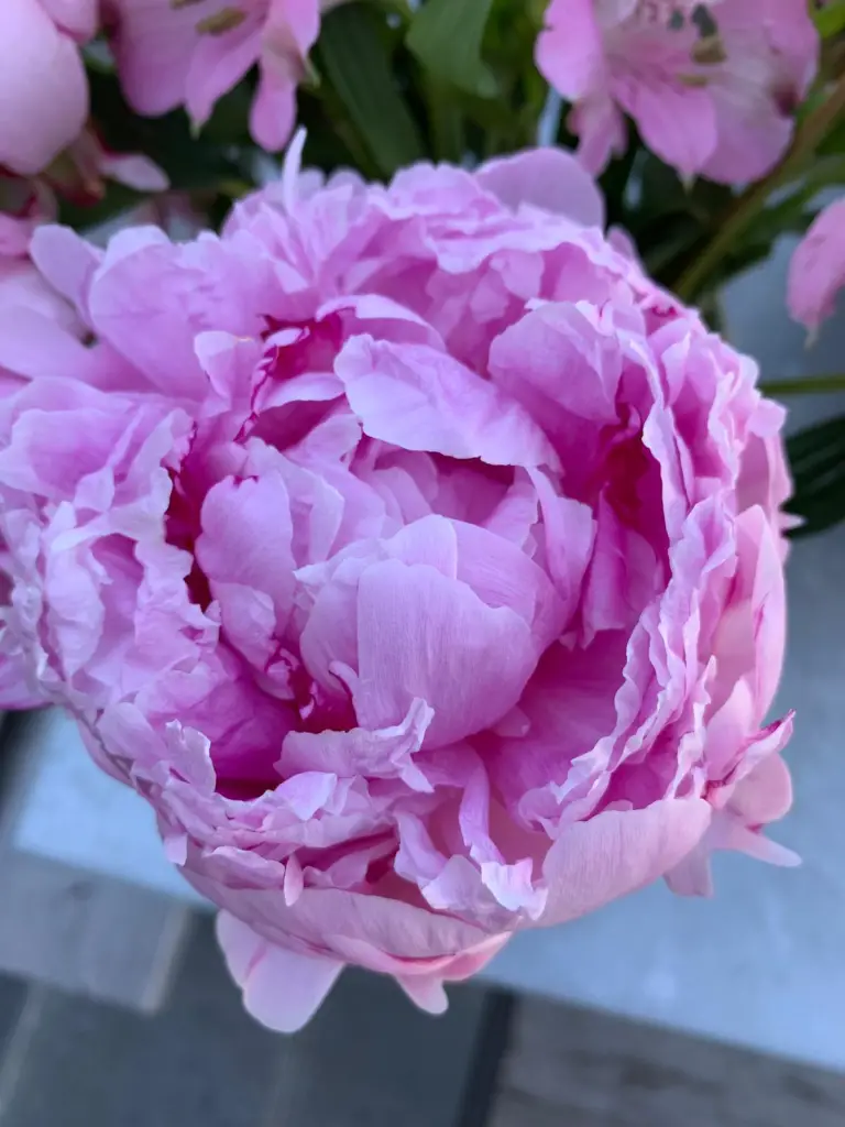 peony bloom begins