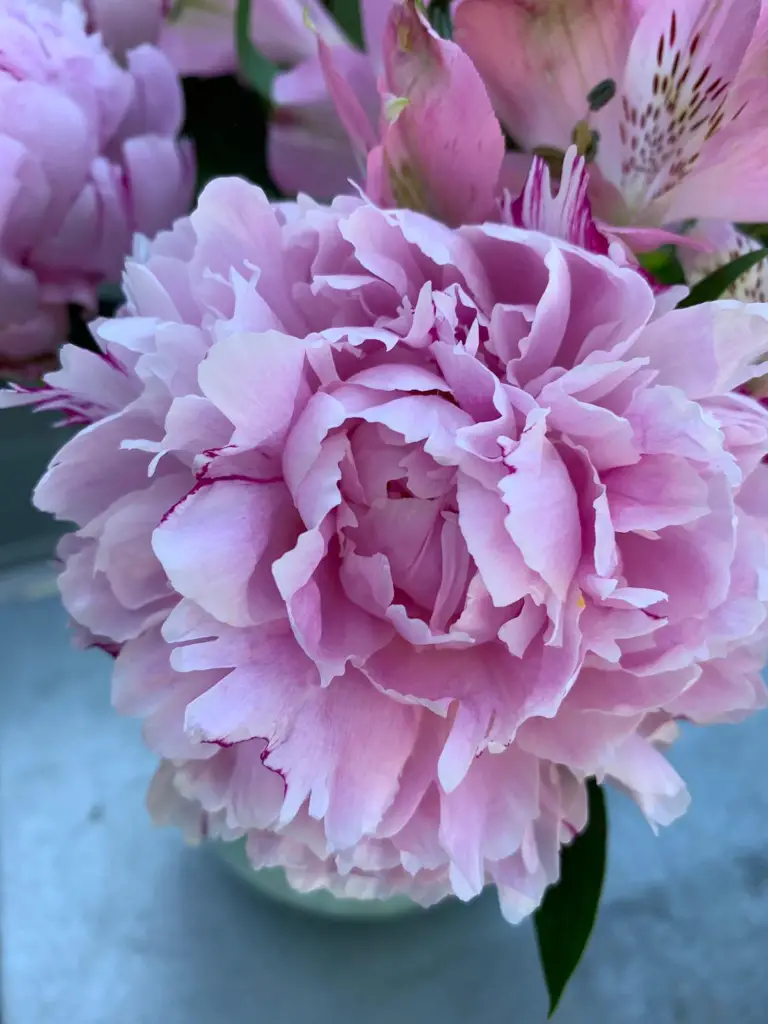 mature peony 