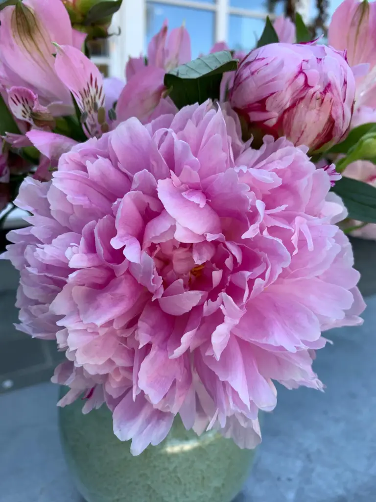 beautiful peony bloom