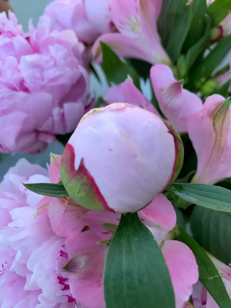 peony bud stage