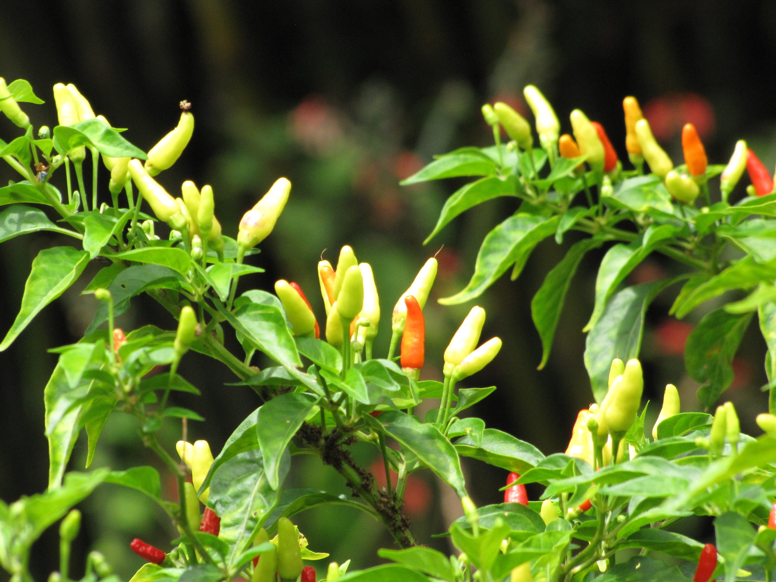 Capsicum Plant: Ornamental Chili Pepper - Stavern Blomstermakeri