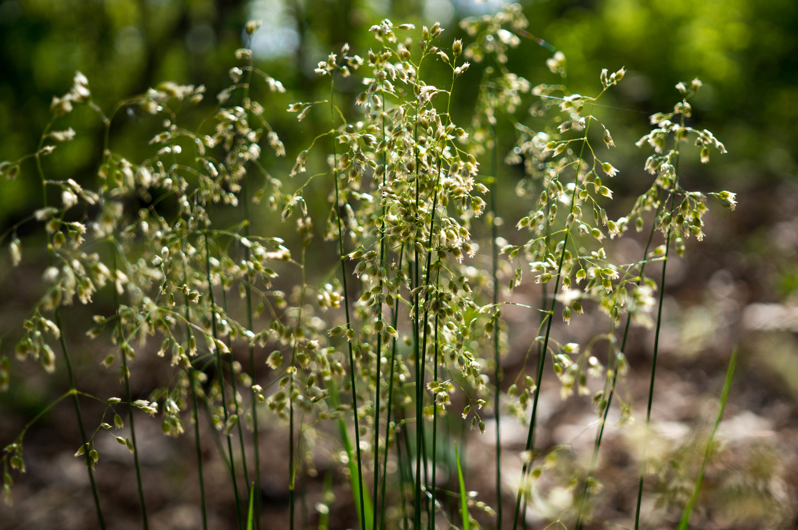 Hierochloe odorata Sweet Grass