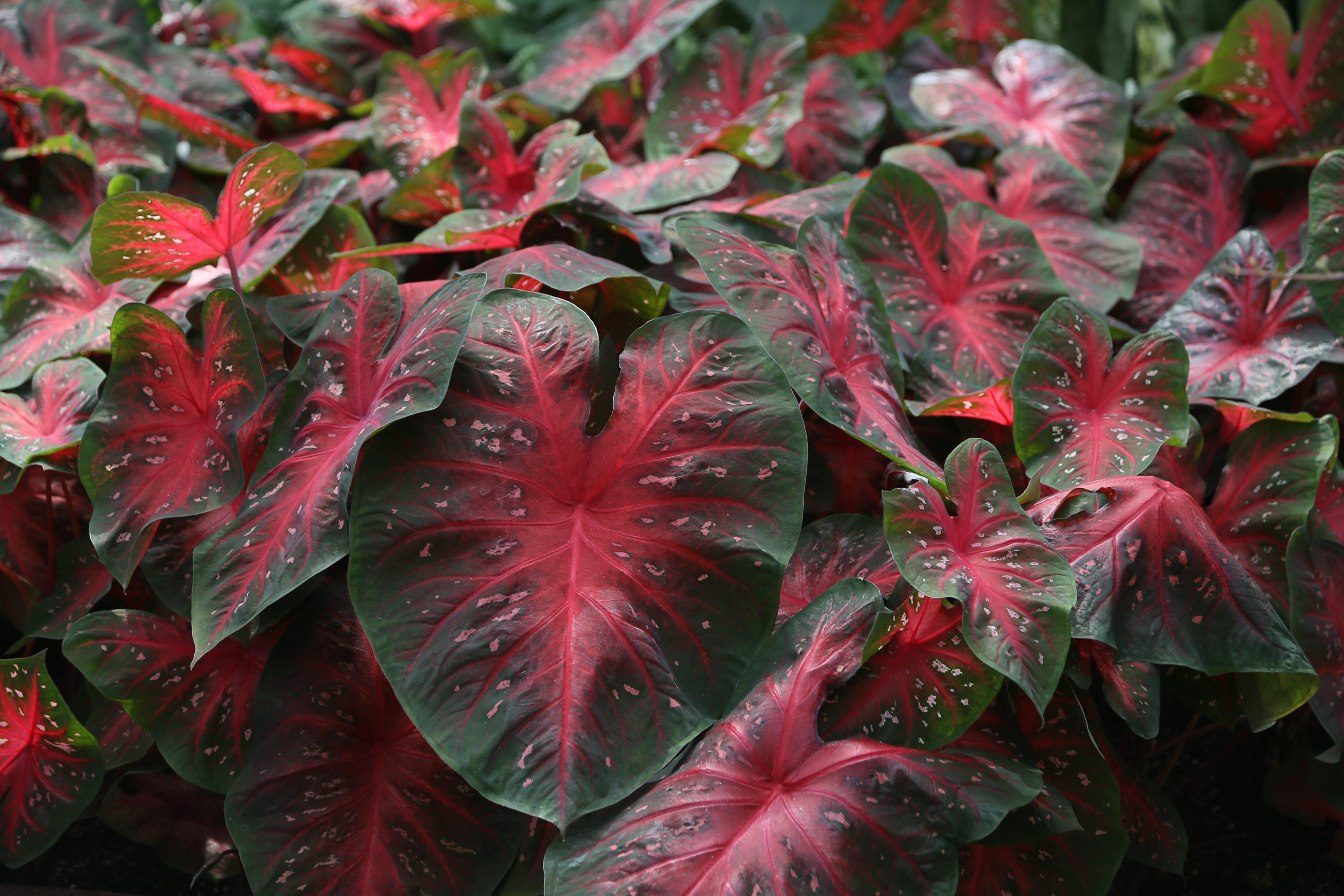 Caladium plant: A short profile | Stavern Blomstermakeri