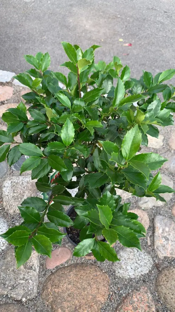 Ilex meserveae