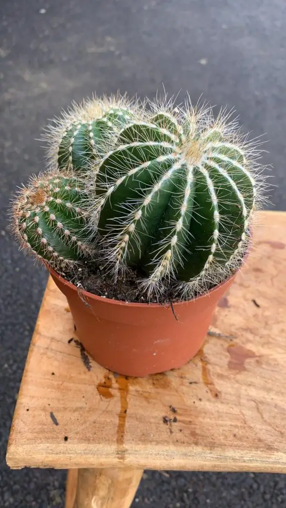 Hedgehog cacti Plants