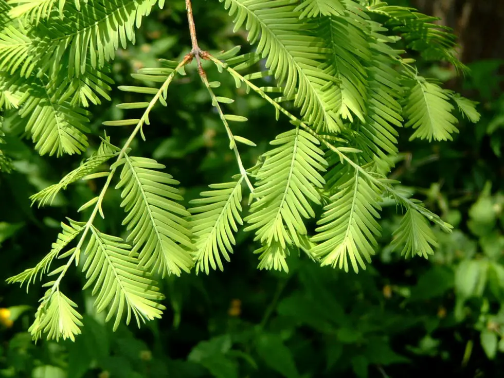 genus metasequoia