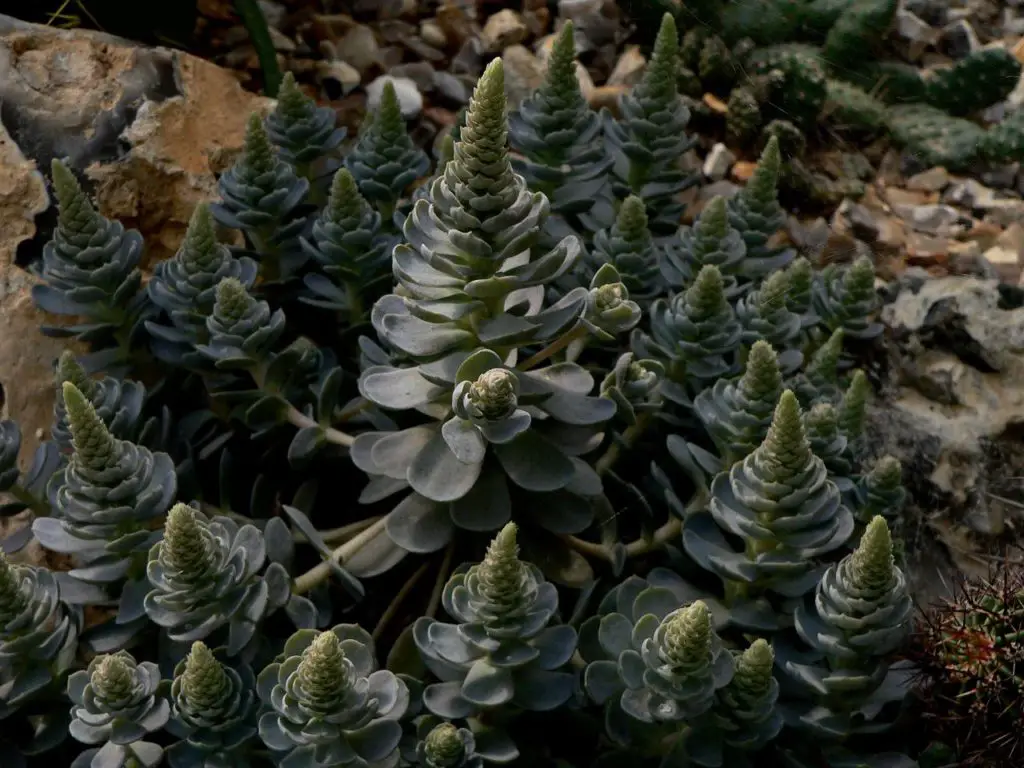 Orostachys plant