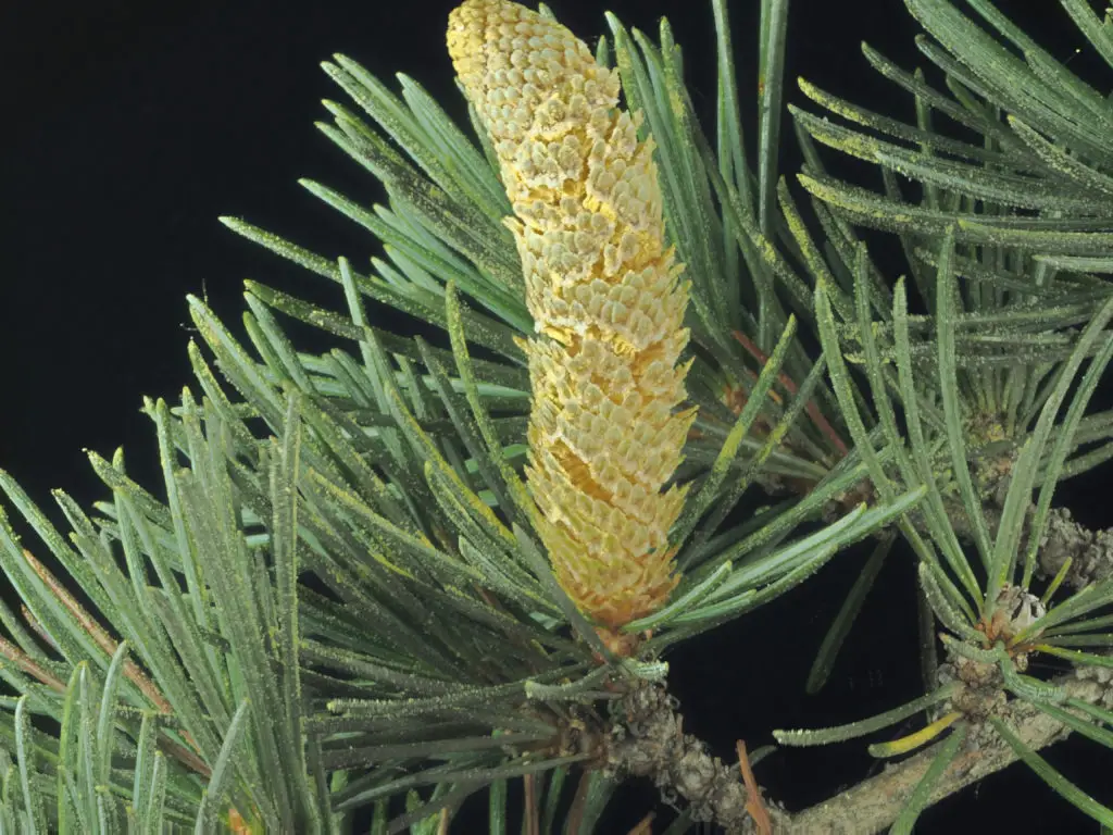 Cedrus libani